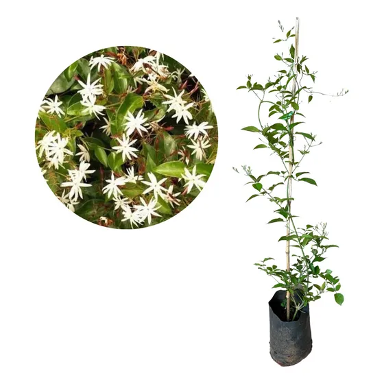 Linda Muda De Jasmim Estrela - Floresce Rápido 