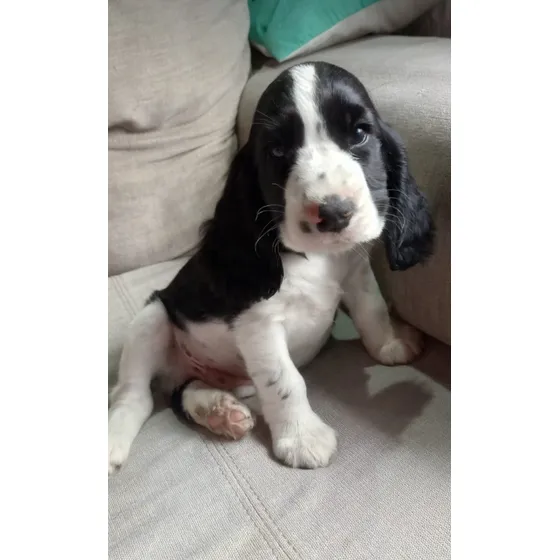 Cachorros Cocker Spaniel Ingles Dulces