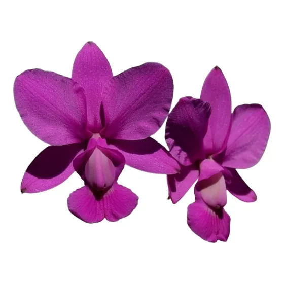 Orquídea Cattleya Walkeriana Rubra