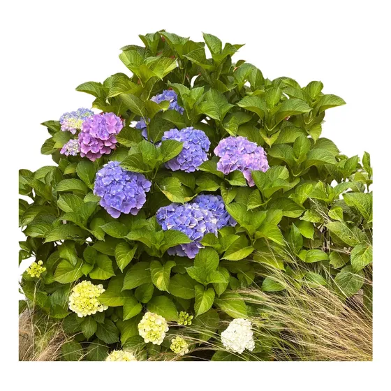 Pack De 4 Plantas De Hortensias  En Maceta