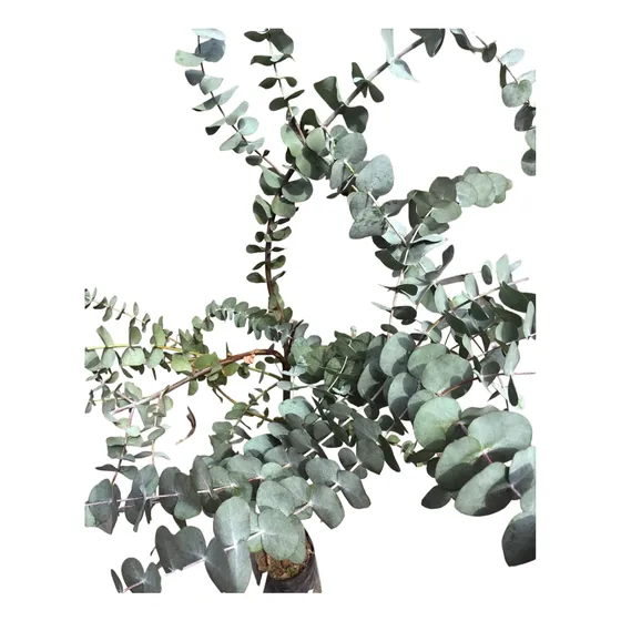 Eucaliptos Cinerea