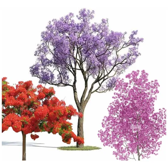 Combo Jacarandá , Chivato Y Lapacho Rosa Envio Gratis 160 Cm