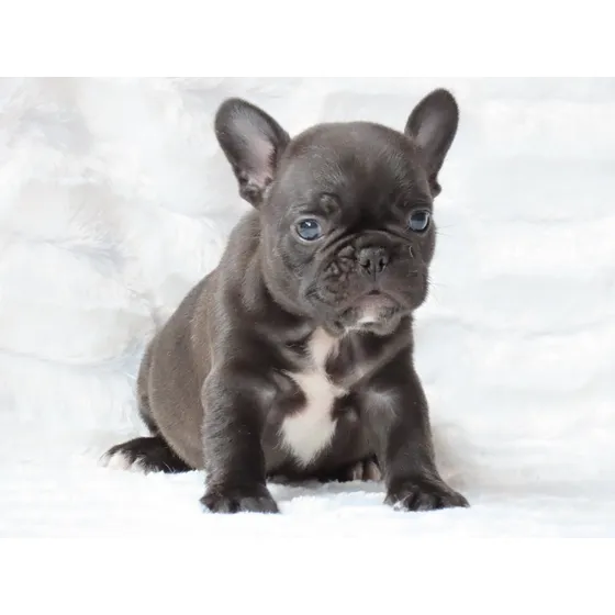 Filhote Bulldog Frances Canil Minion Bull