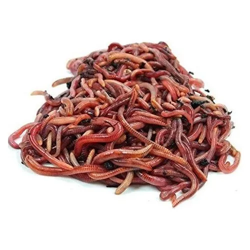 Lombriz Roja Californiana X 50 Núcleo Compost Alimento Vivo