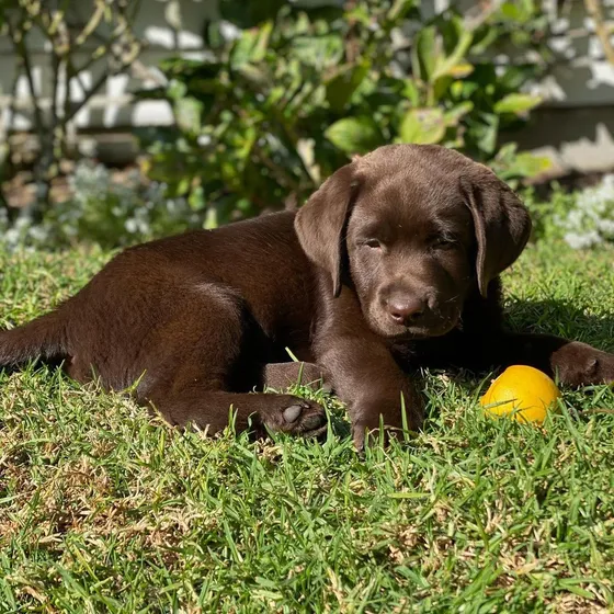 Labrador Vacunados Y Desparasitados Con Libreta Sanitaria