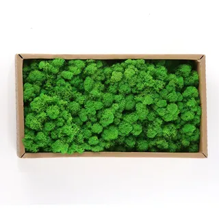 Musgo Decorativo Preservado De Forma Natural Para El Hogar Musgo Decorativo Preservado De Forma Natural Para El Hogar