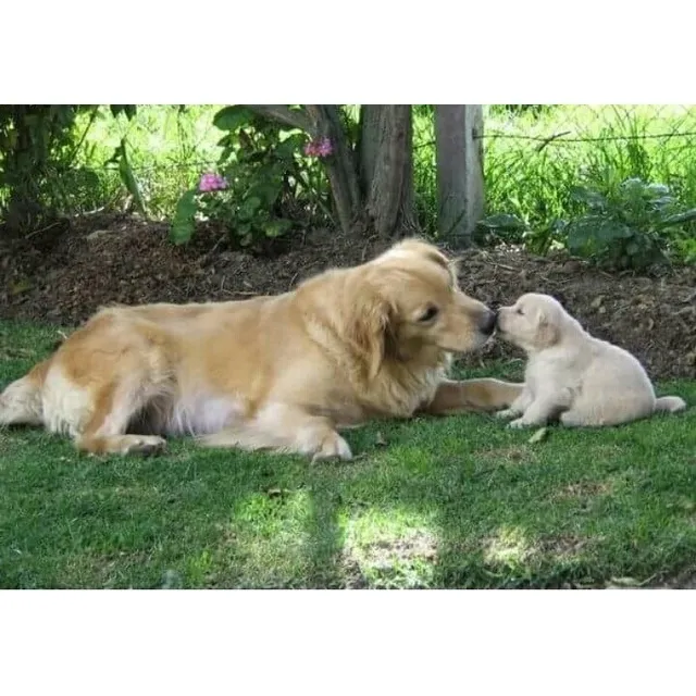 Cachorro Macho Golden Retriever Pelaje Largo 45 Días