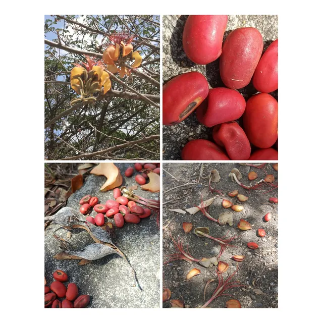Semillas De Arboles Bucare Mediano