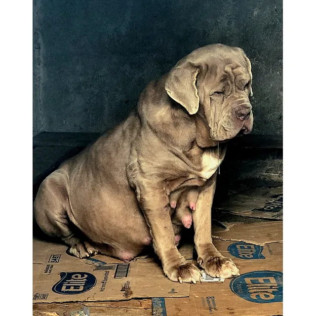 Cachorros Mastín Napolitano Calidad Pedigree Gris