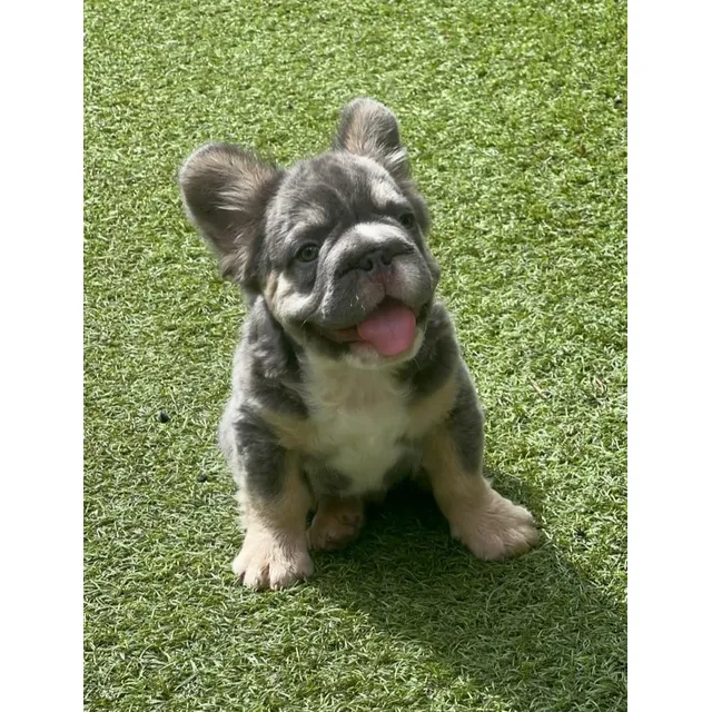 Cachorro Bulldog Francés Big Rope Fluffy