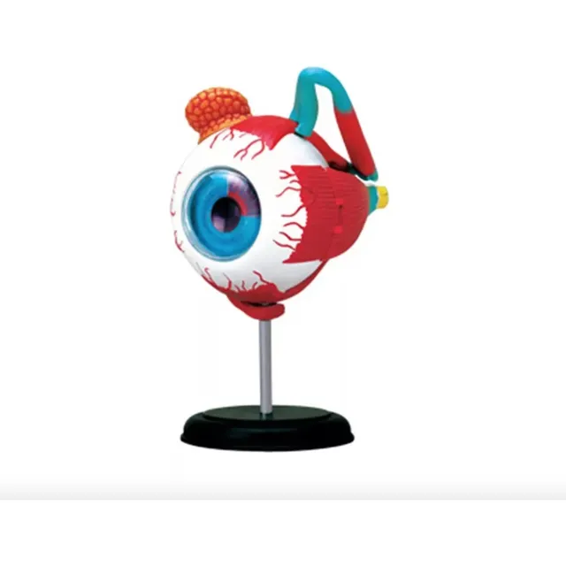 Modelo De Olho 4d