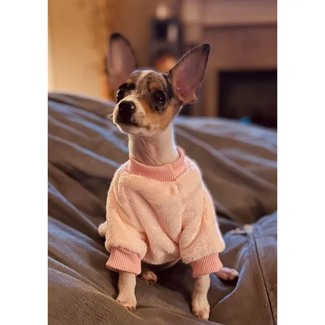 Pinsher Pinscher Cachorritos Minis Varios Colores Top Mini Blanco