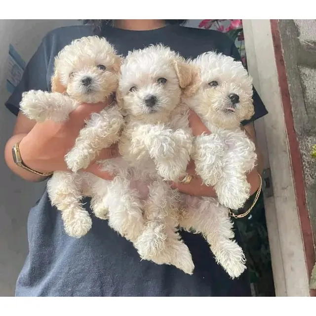 Cachorros Poodle Mini Toys Patas Cortas Desparsitados