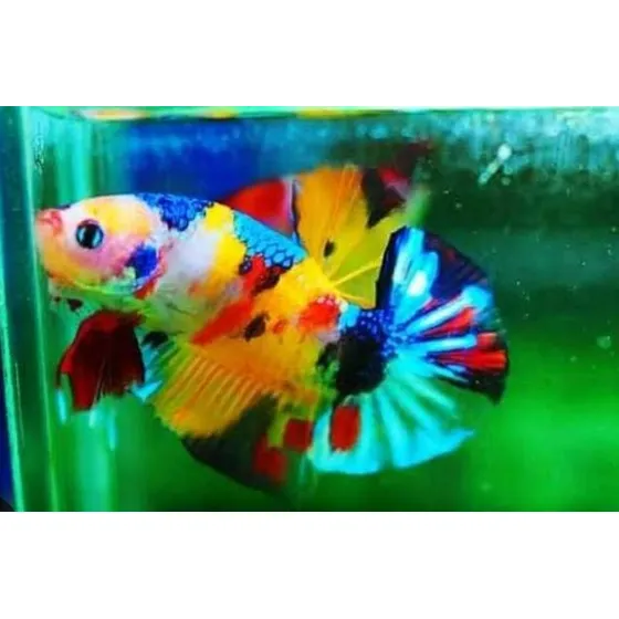 Peixe Betta Koi, Os Mais Tops E As Estampas Mais Lindas Rj