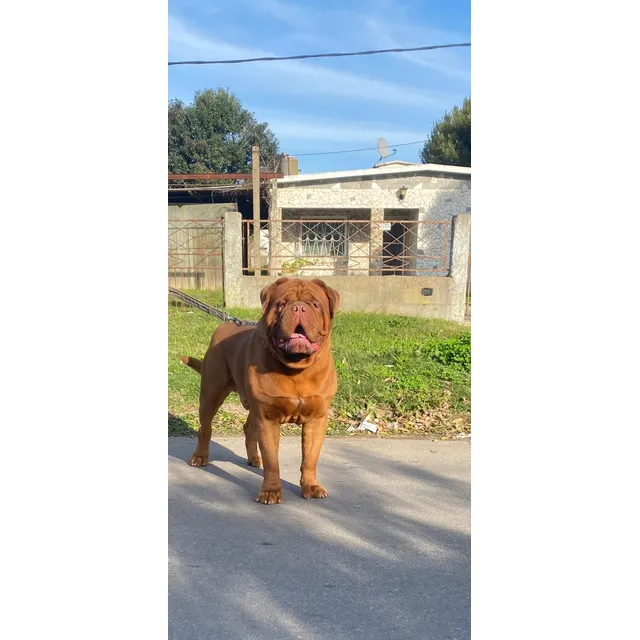 Dogo De Burdeos 