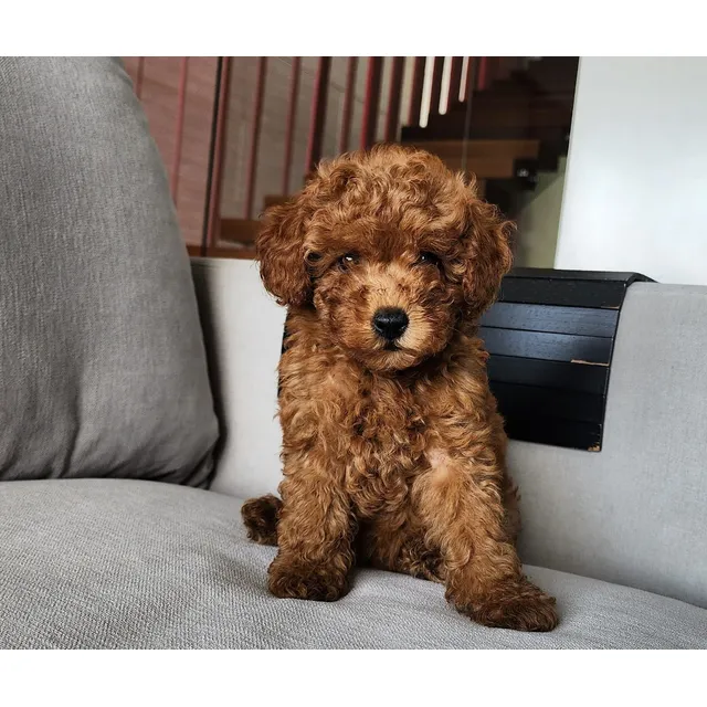 Caniche Rojo