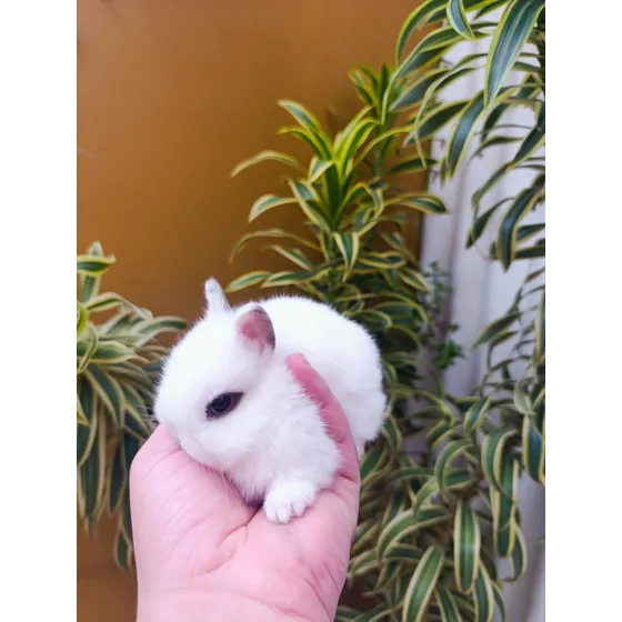 Filhotes De Coelho Anão De Netherland Coelhinho Branco /cinza