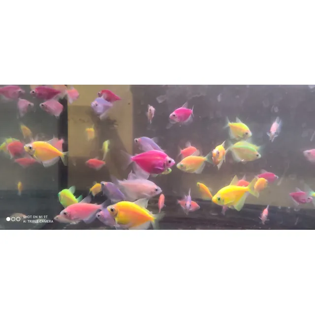 Pez Viuda De Colores 4 Cm.