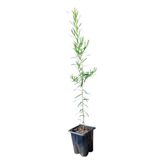 1 Muda De Melaleuca - Alta Qualidade - Planta Medicinal