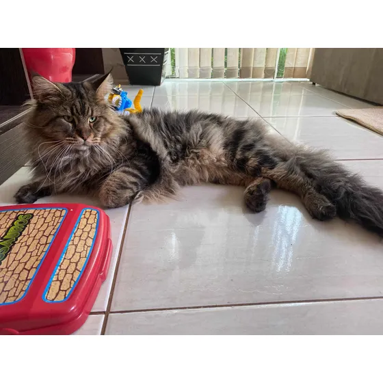 Maine Coon Filhotes (gatil Saymon Cats)