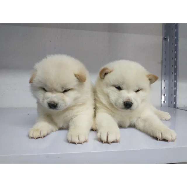 Cachorros 