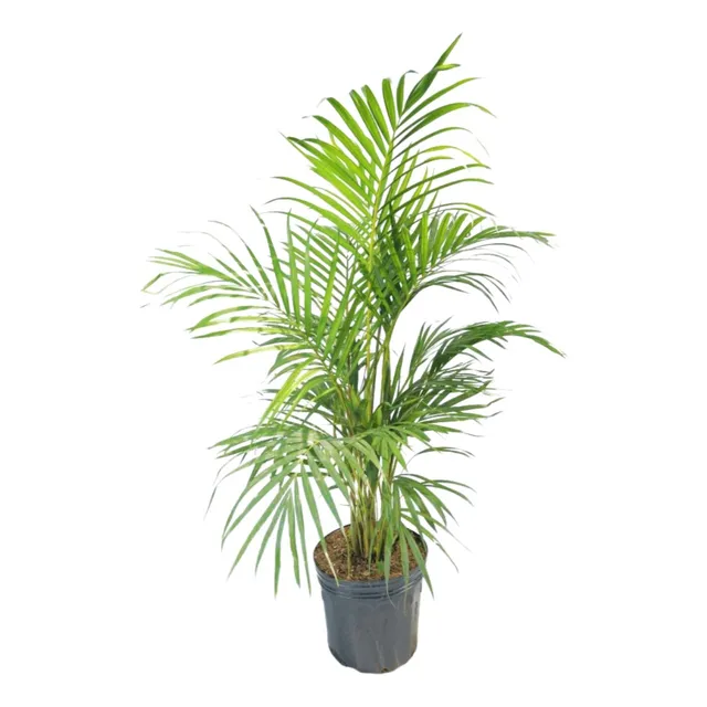 Palma De Datil Precio Planta