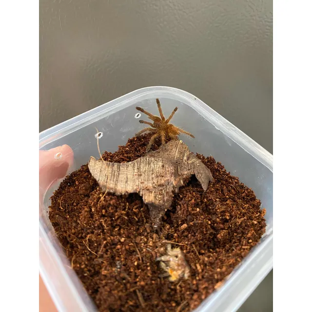 Mascota Exótica Tarántula Naranja Africana
