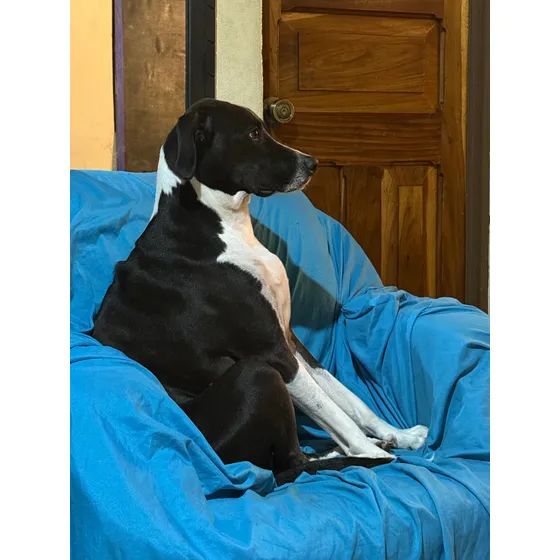 Adopción De Perro Grande Persona Responsable