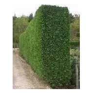 Limoncillo Verde - Planta Para Cercas Vivas, 1.5m De Altura