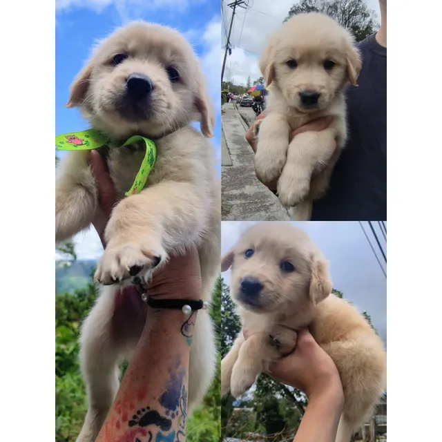 Cachorros Golden