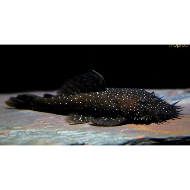 Peces Ancystrus Machos Y Hembras , (limpia Vidrios) 