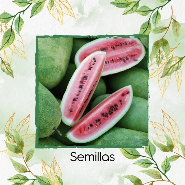 400 Semillas De Fruta Sandia Charleston 