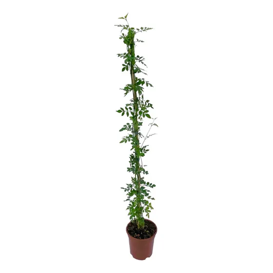 Planta Jazmín Del País - Trepadora - Ideal Exterior