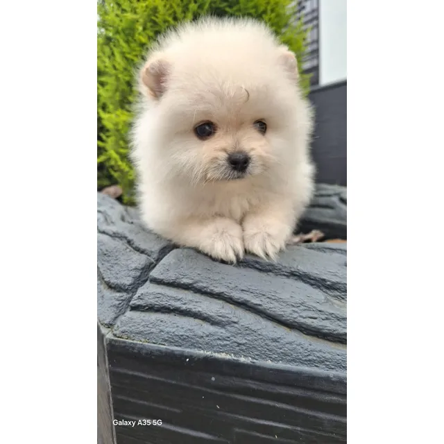 Cachorro Pomeriana Cara De Oso Hembra 