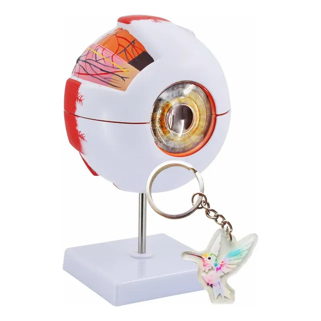 6x Large Model Del Ojo Model Of Globo Ocular Ampliated