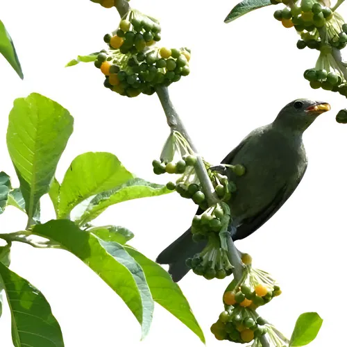 Muda Fruta De Sabiá  Já Produz  Atrai Pássaros 