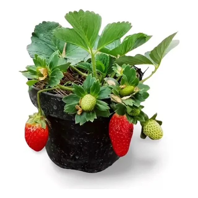 Plantones De Fresas