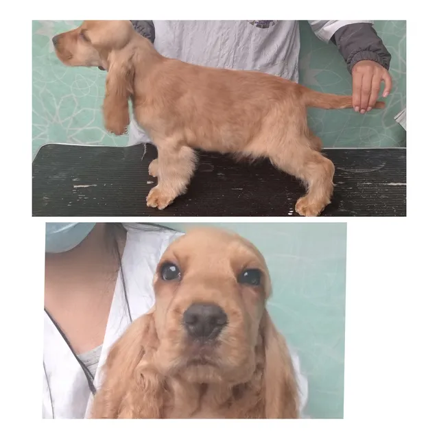 Cocker Spaniel Inglés Con Pedigree