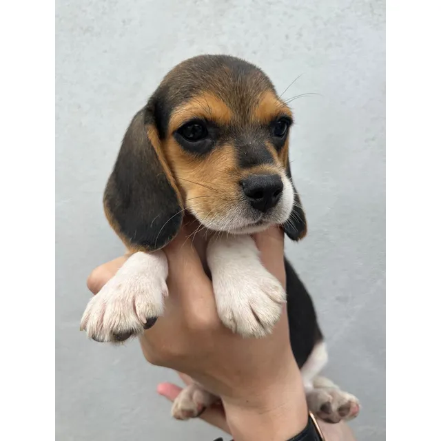 Beagle Tricolor Hembra