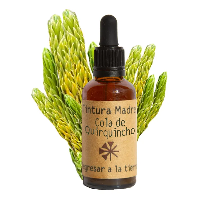 Tintura Madre De Cola De Quirquincho 100ml | Tónico Natural