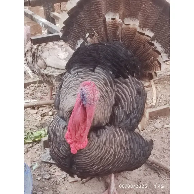 Pavo Y Pavas