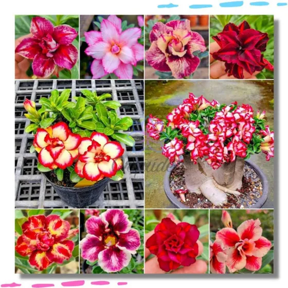 1000 Sementes  Flores Mudas Rosa Do Deserto Dupla Tripla Enx