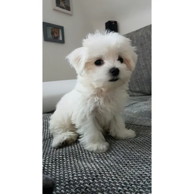 Bichón Maltés Cachorros Tiernos