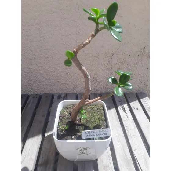 Arbolito Bonsai Para Atraer Abundancia En Maceta Premium