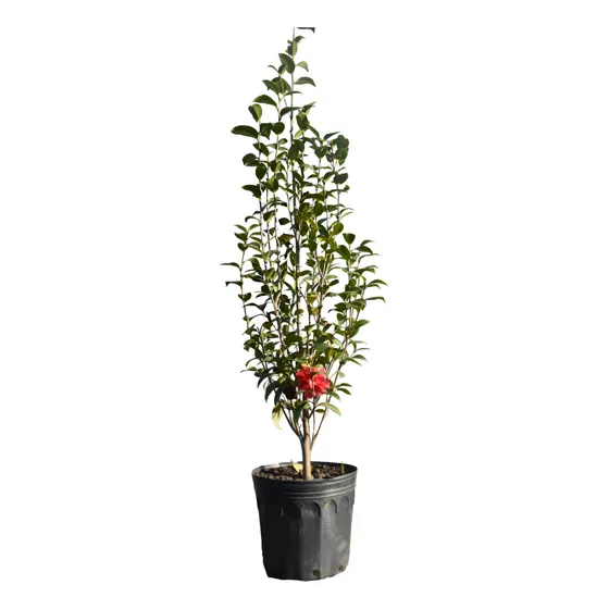 Camelia Gran Tamaño Floración Elegante 1,8m De Altura
