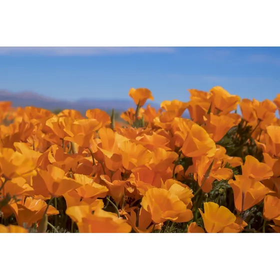 Semillas De Amapola De California X 100 U.