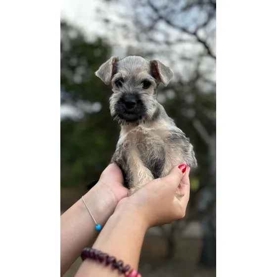 Schnauzer Miniatura Macho Listo P Entregar Precio Negociable