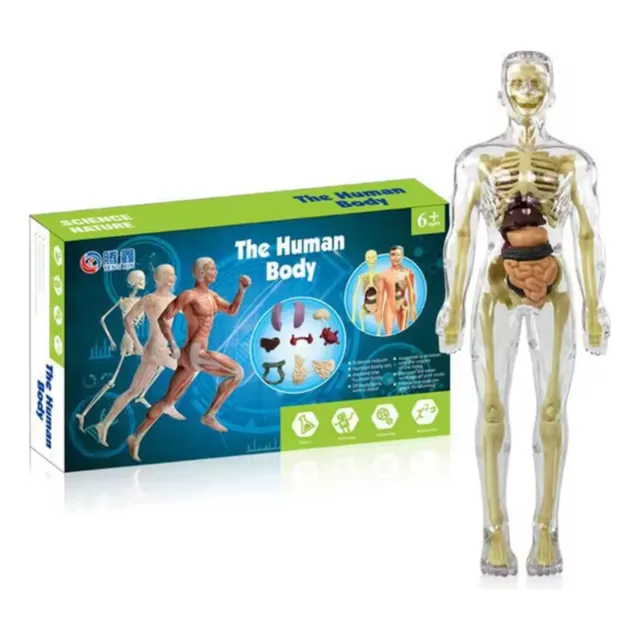 Esqueleto 3d Didáctico Anatomía Infantil Articulado Piezas