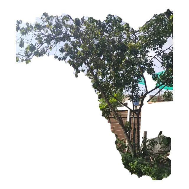 Arbol De 3m Ideal Para Yunzas