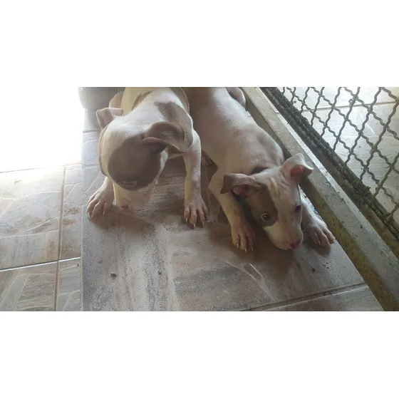 Animal Raça Pitbull